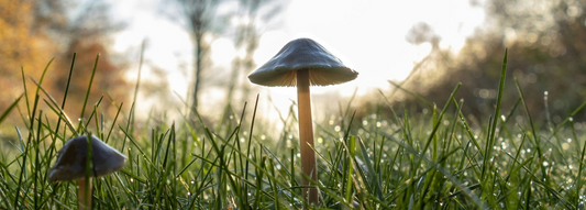 Zero Energy Certification 101: Achieve Net-Zero Energy Performance