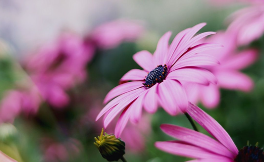 Living Building Challenge 101: Design Regenerative Buildings for the Future