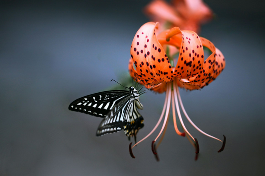 Living Product Challenge 101: Understand Healthy, Sustainable Building Products