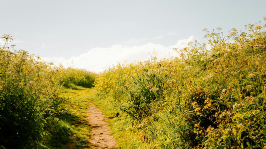 Living Building Challenge 201: Certification Pathways, Requirements & Project Insights