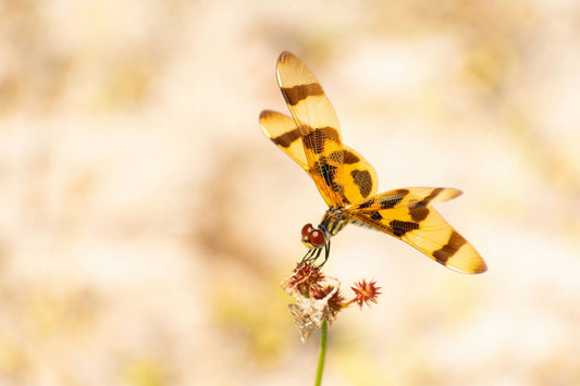 Declare 101: Get Started with Product Transparency and Healthy Materials