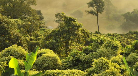 Zero Carbon Certification 101: Eliminate Carbon in the Built Environment